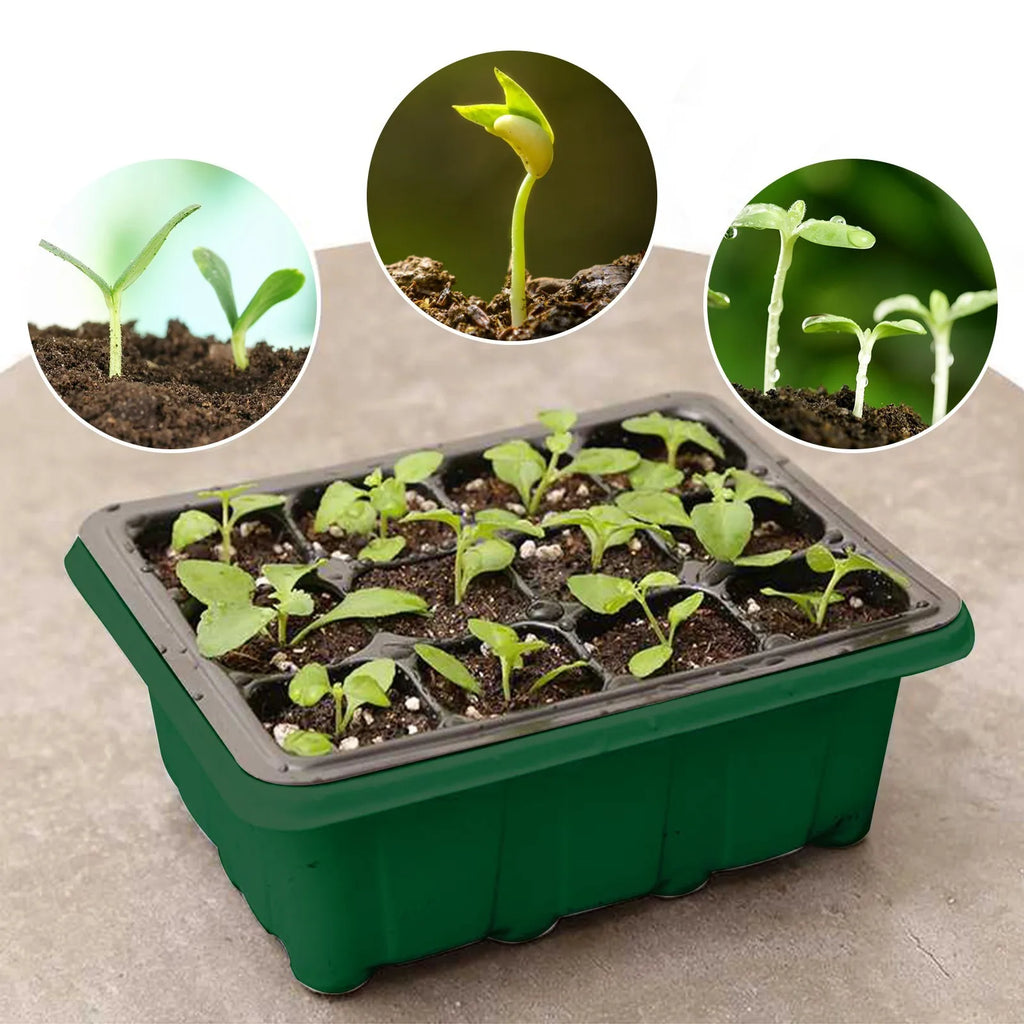 12-Hole Seed Starter Tray – Adjustable Germination Box with Ventilation Lid